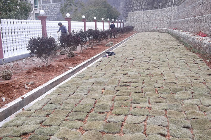 长沙道路绿化小区绿化2