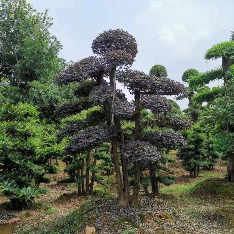8公分红继木古桩