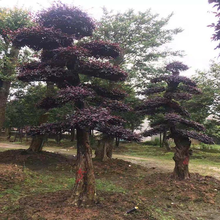 8公分红继木古桩
