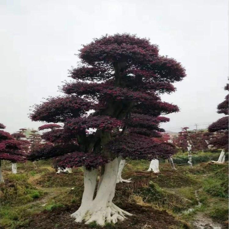 8公分红继木古桩