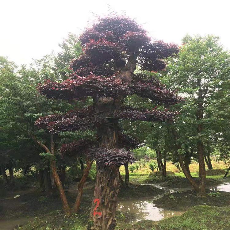 8公分红继木古桩