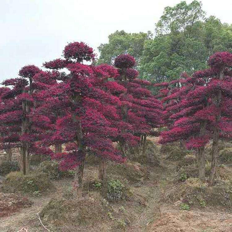 10公分造型红花继木
