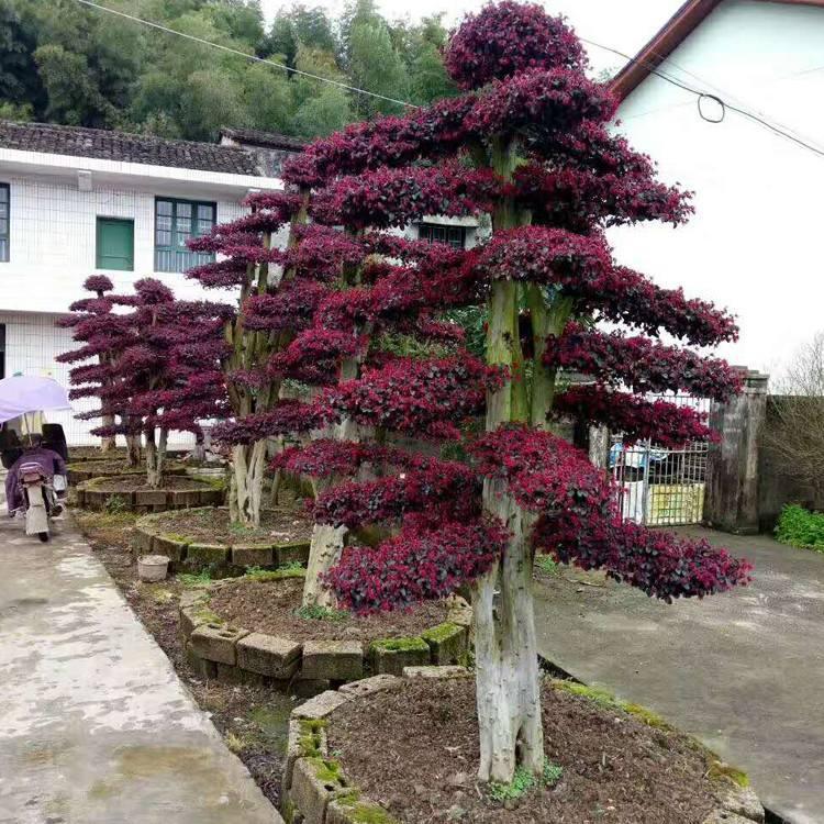 10公分造型红花继木