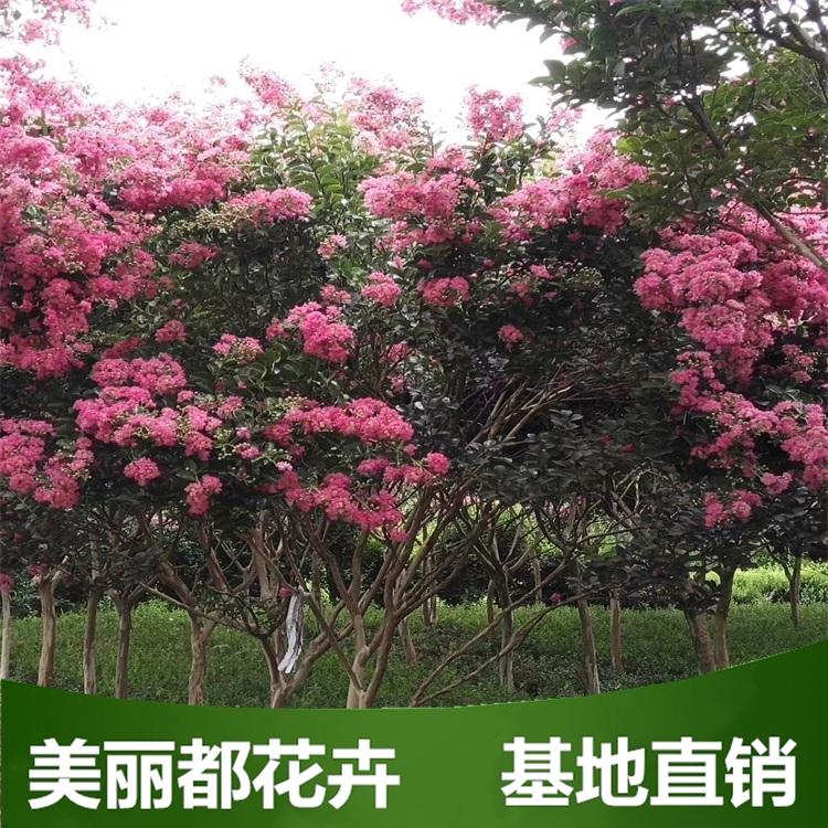 红花紫薇