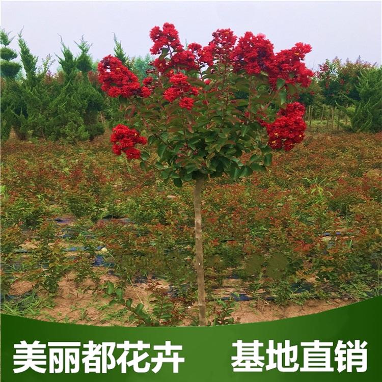 红花紫薇