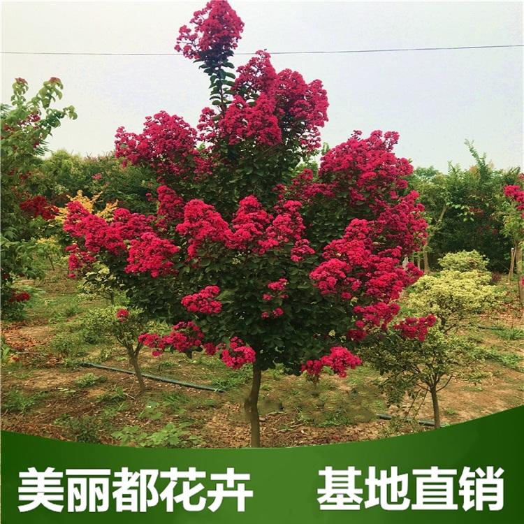红花紫薇