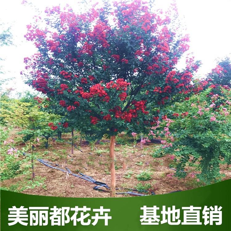 红花紫薇