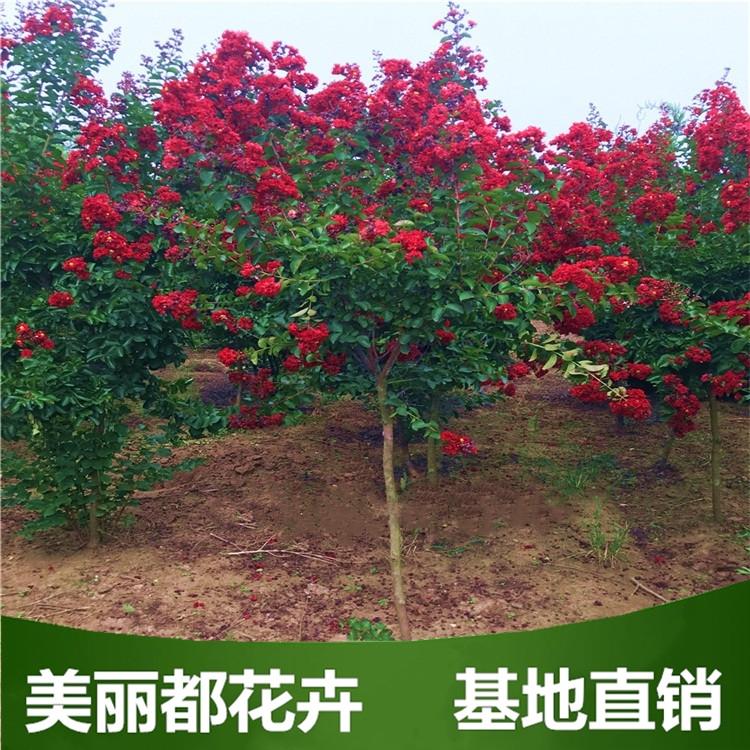 红花紫薇