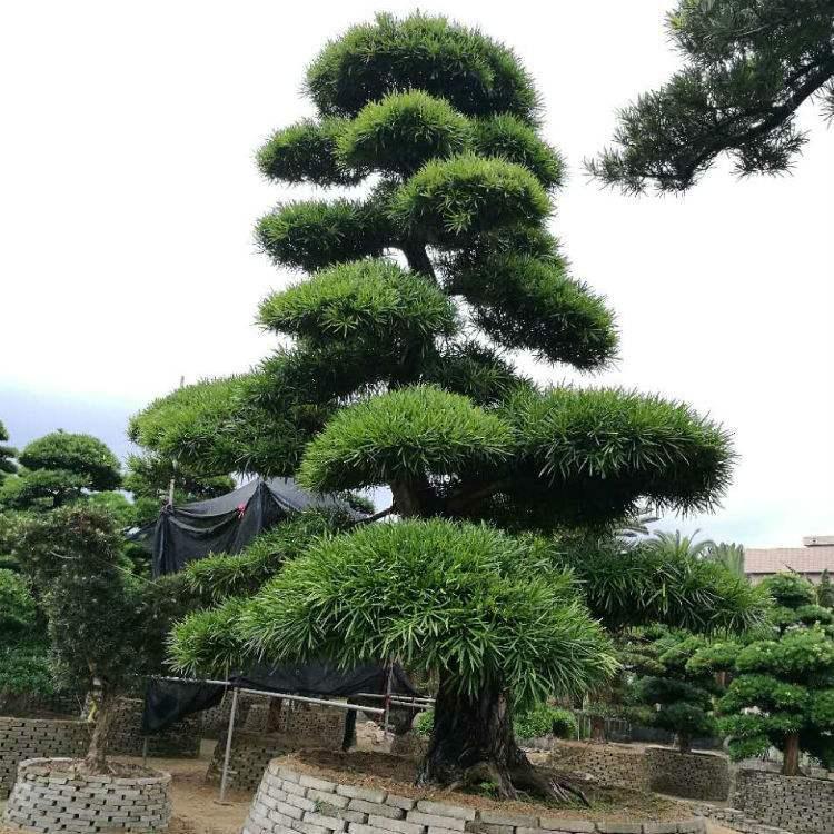 罗汉松