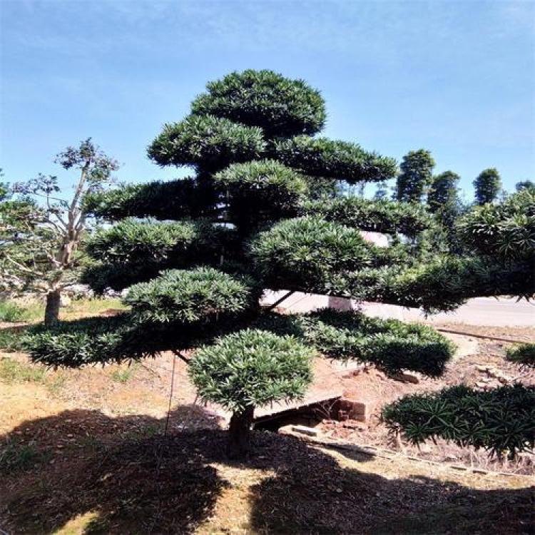 罗汉松