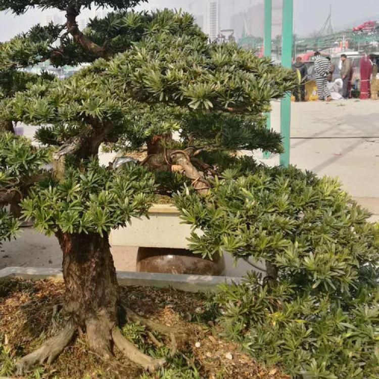罗汉松