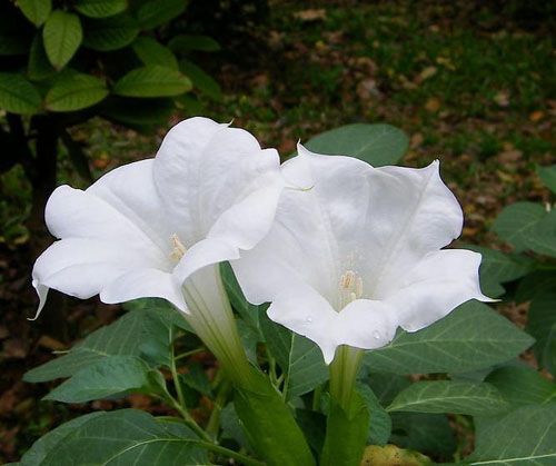 白色曼陀罗——花语：情花