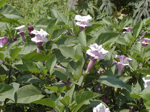 紫色曼陀罗——花语：恐怖