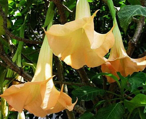 金色曼陀罗——花语：敬爱