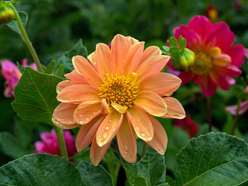 小丽花