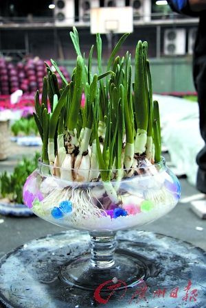 DIY水仙盆景吉祥水仙花(组图)