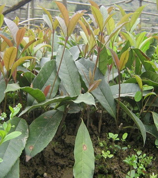 湖南桂花树苗扦插5