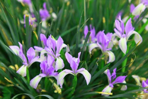 马兰花