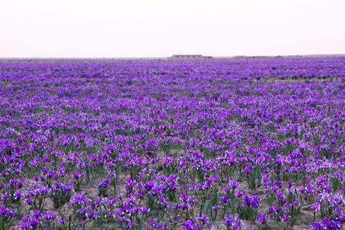 马兰花